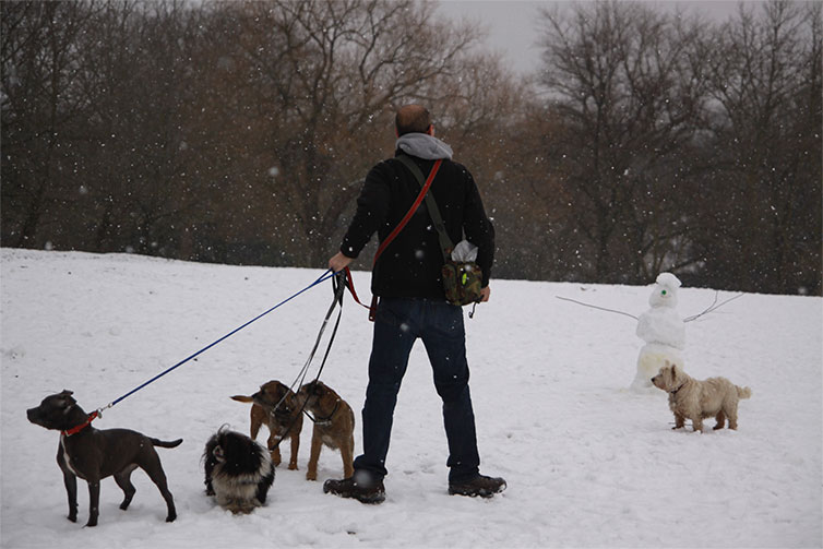 히스 언덕에서 개를 산책시키는 남자 사진