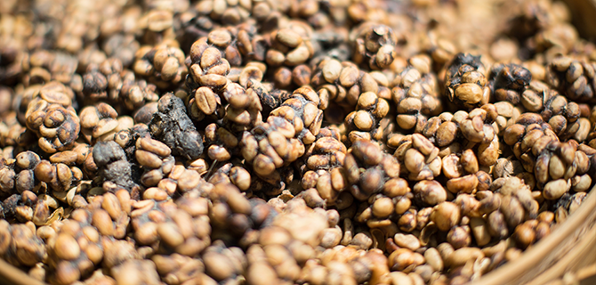 한 모금의 우연 : 스타가 된 커피들 - 헤밍웨이의 쿠바, 킬리만자로 그리고 랭보의 하라