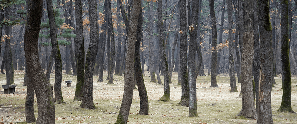 융건릉 입구부터 보이는 울창한 솔숲.